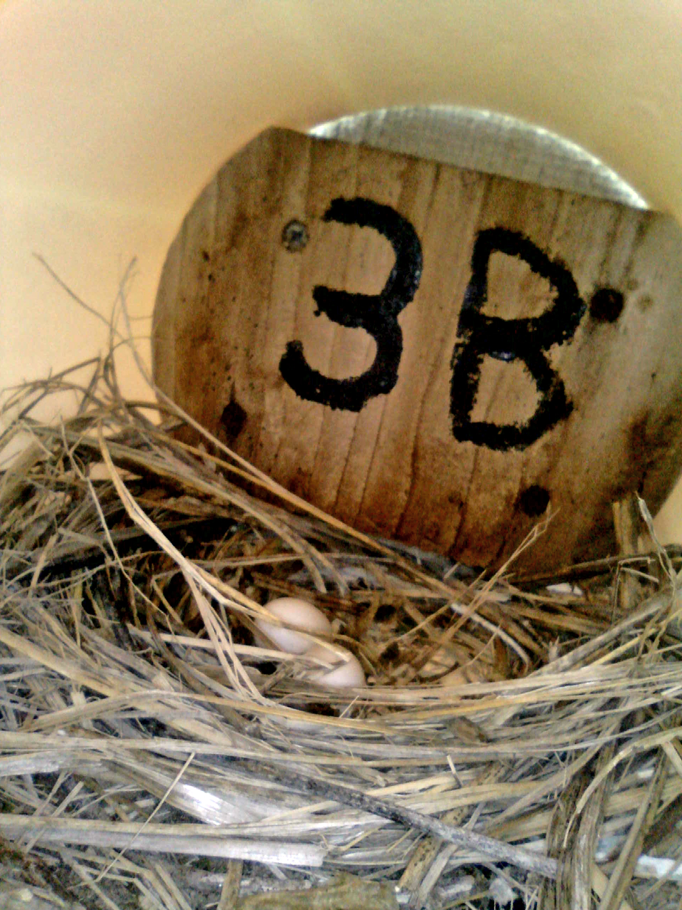 OPAS 3B